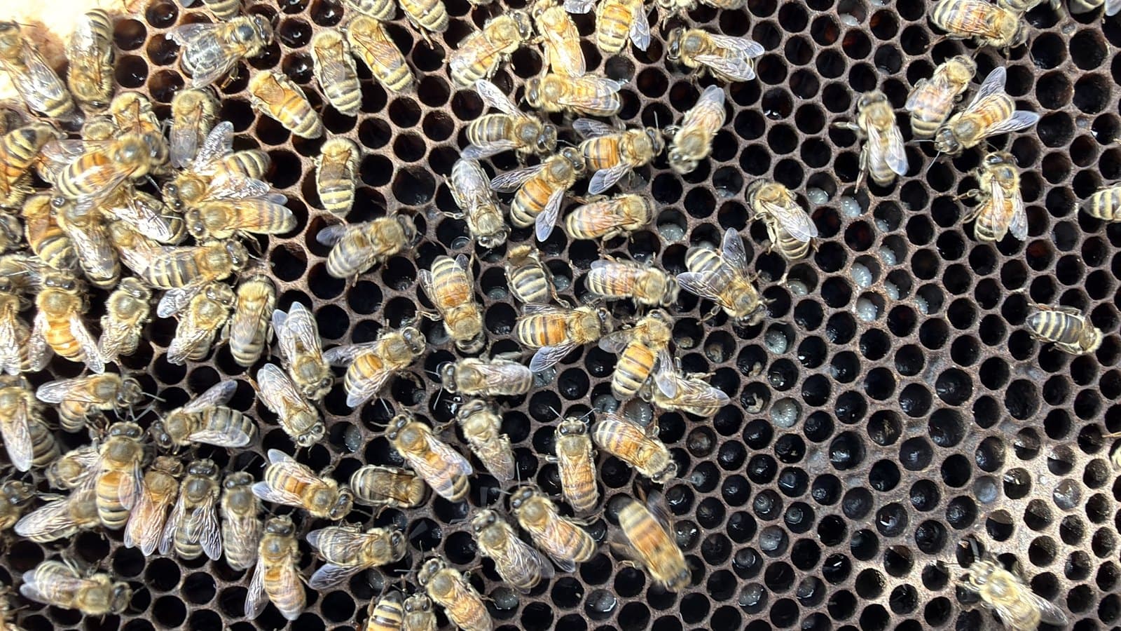 Honeybees on the comb, frame pulled from one of the hives at Wild Roots Farm