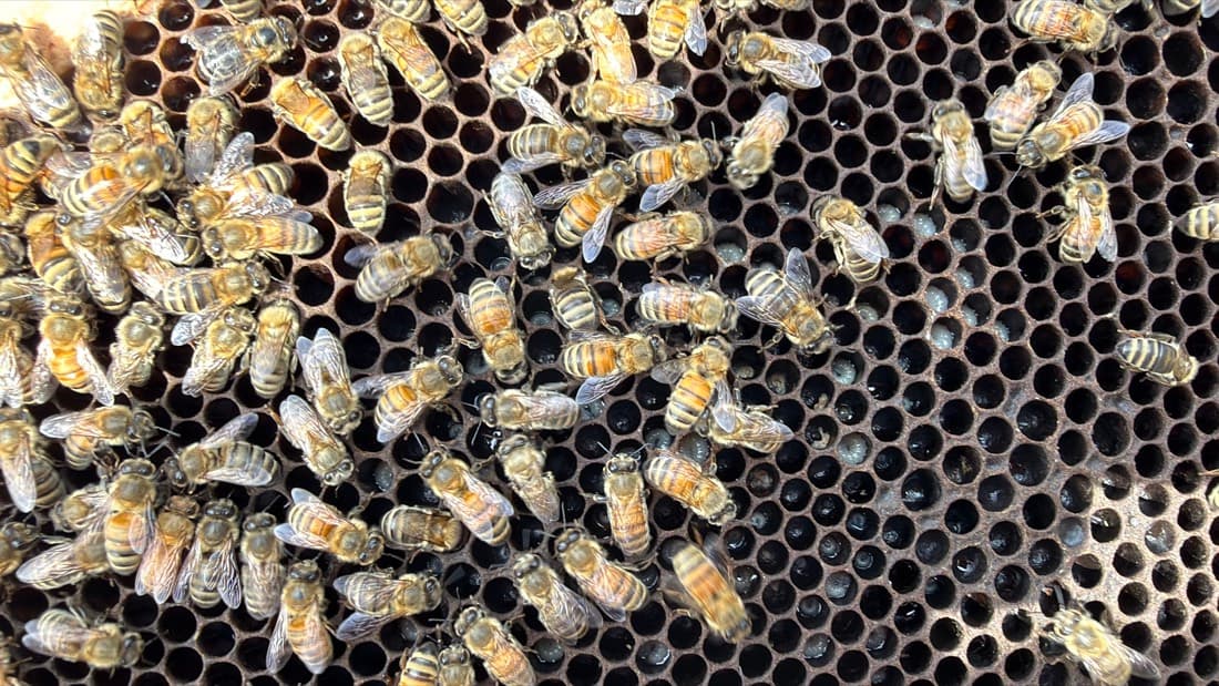 The Bees — long live the Queen