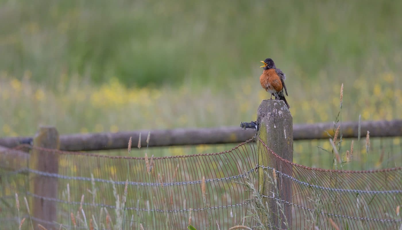 An American robin singing from a weathered fence post in the meadow at Wild Roots Farm