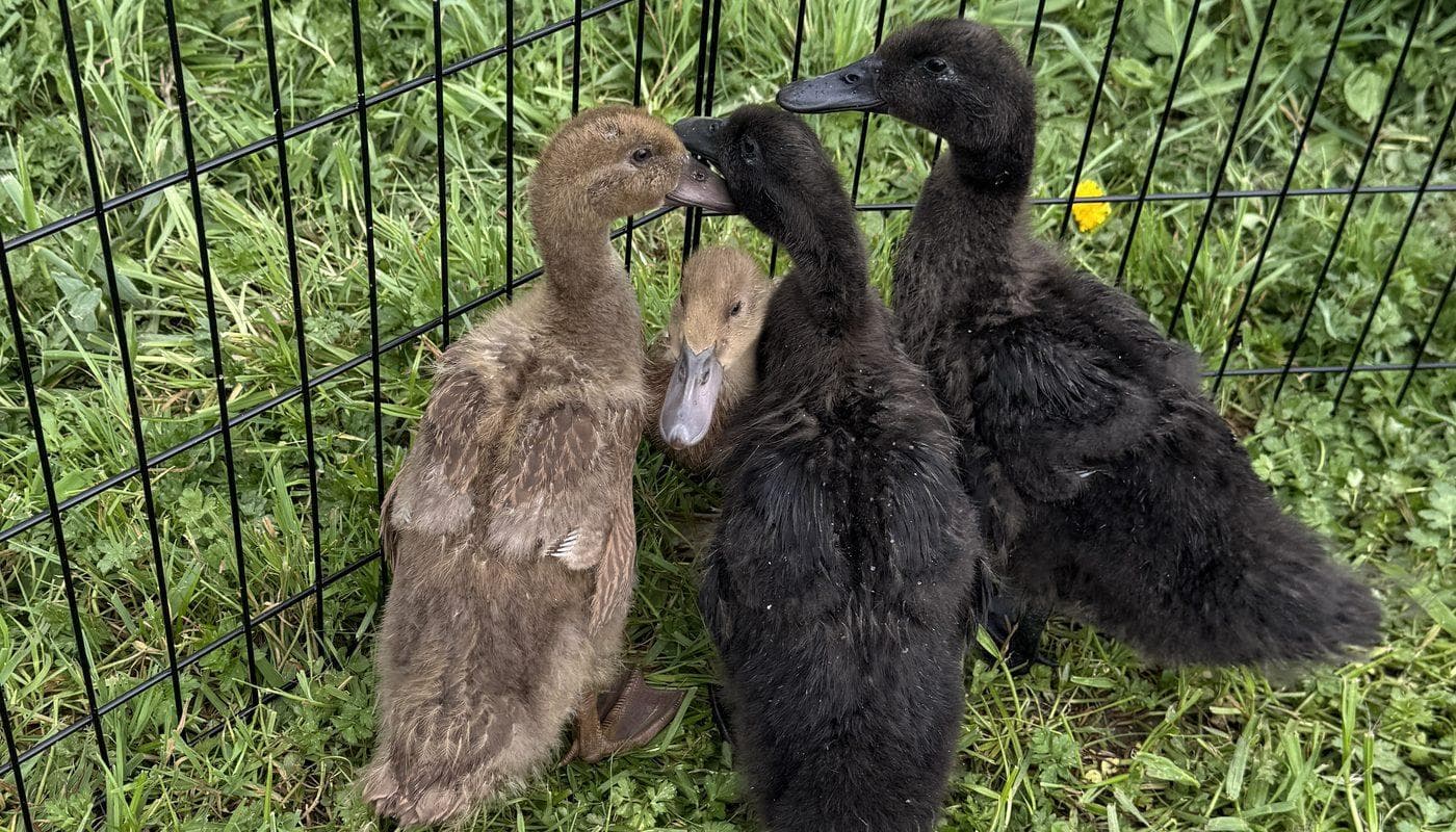 Four young ducks huddled together in the grass inside their pen at Wild Roots Farm