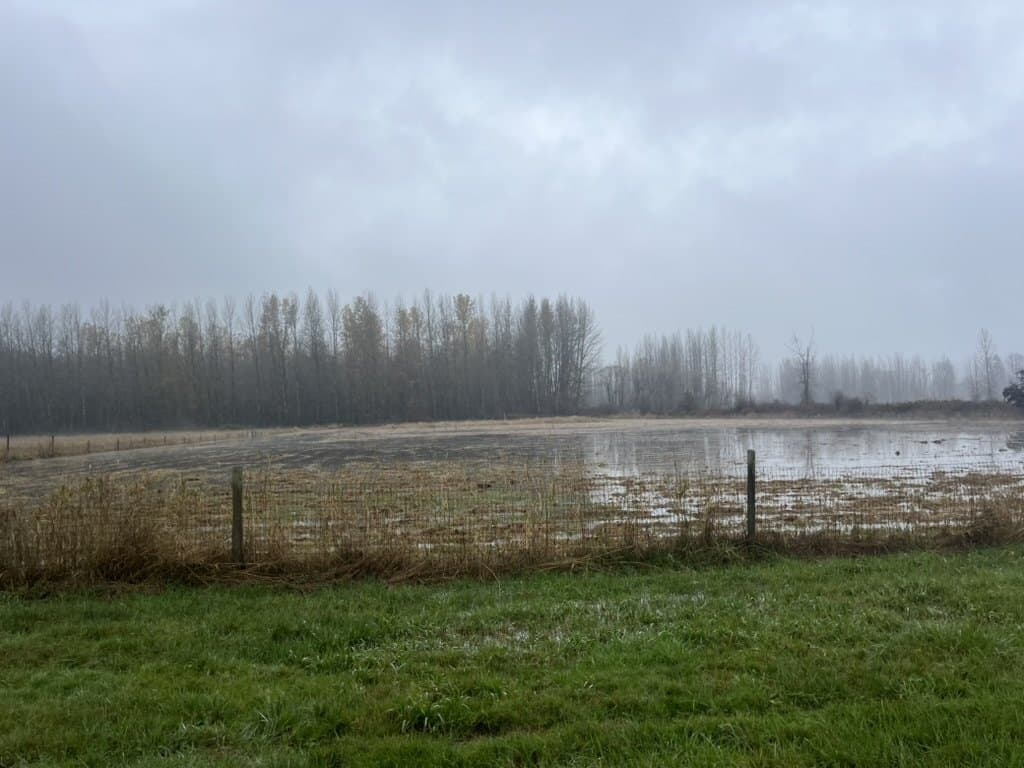 A flooded field at Wild Roots on a foggy winter morning, standing water reaching the fence line with bare trees behind