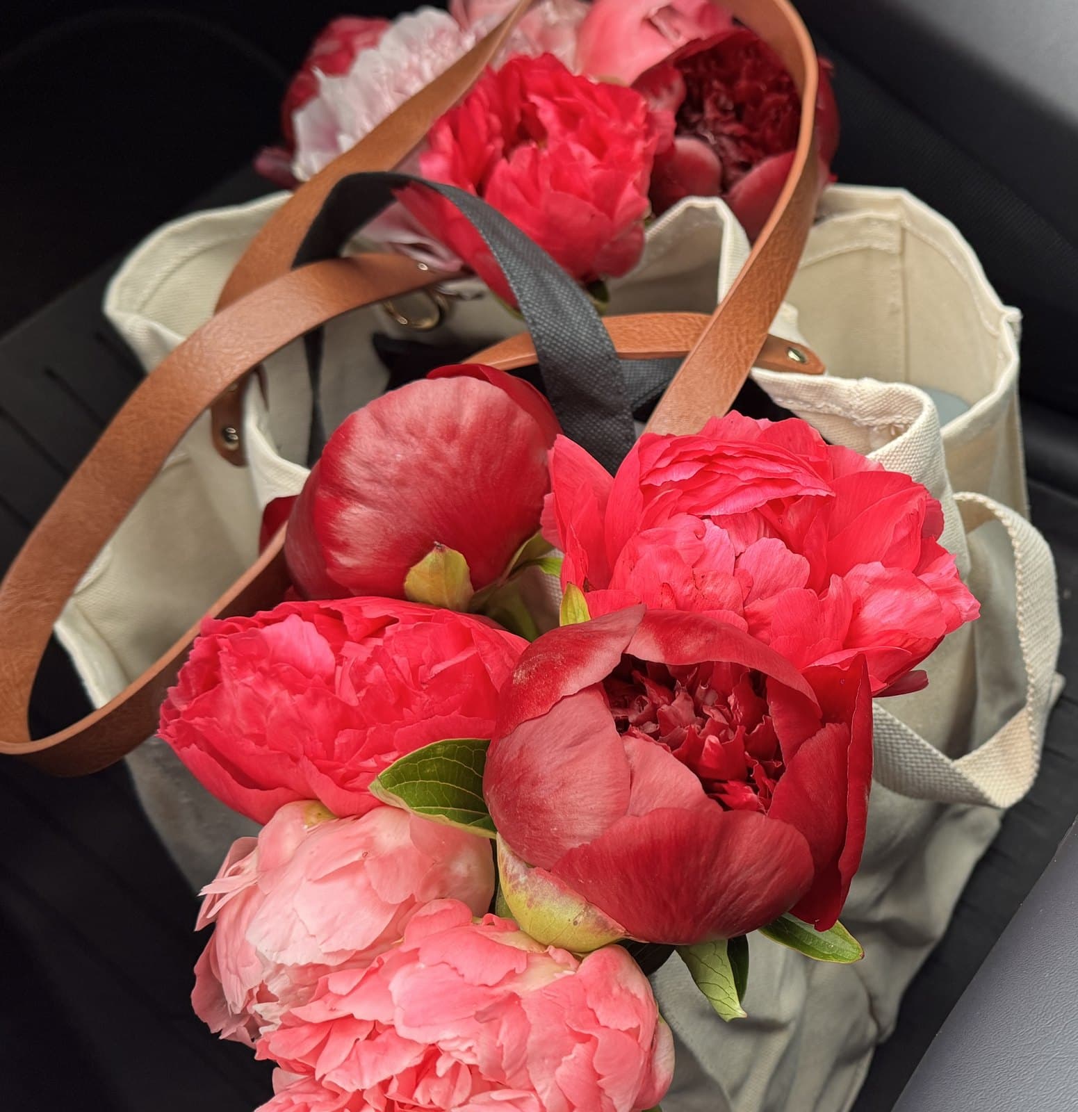 A canvas tote loaded with bright pink and coral peonies, freshly cut from the field