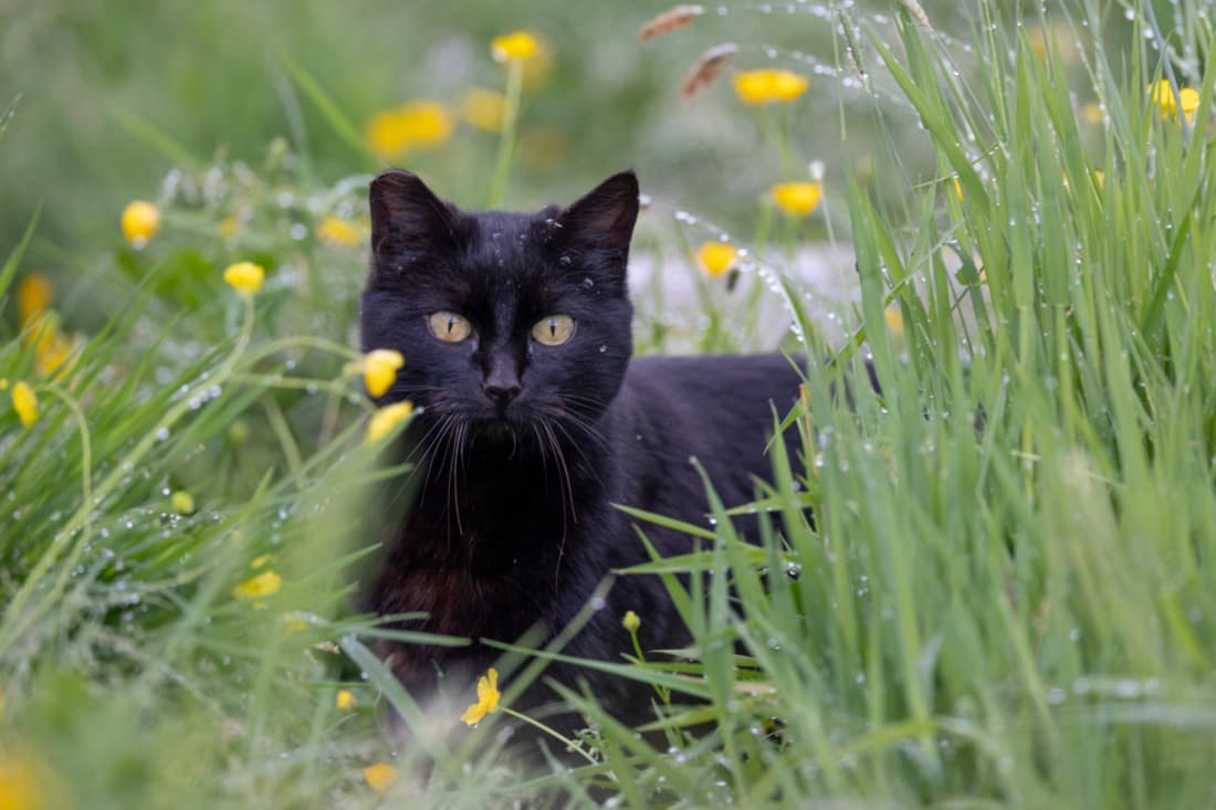 Tom — head of greenhouse security